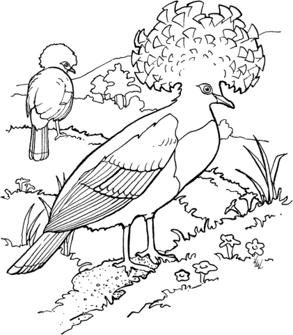 Goura Or Crowned Pigeons Coloring Page